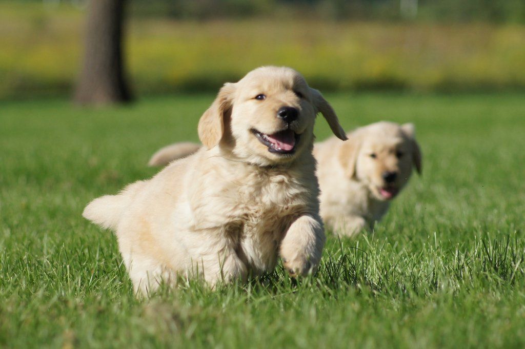 Breezewood Kennel in Illinois | Golden Retriever puppies | Good Dog