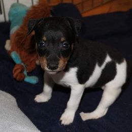 Rat Terrier Puppies from AdamsAcres Rat Terriers