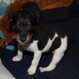 Rat Terrier Puppies from AdamsAcres Rat Terriers