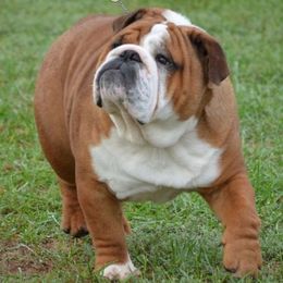 Rudy - Bulldog