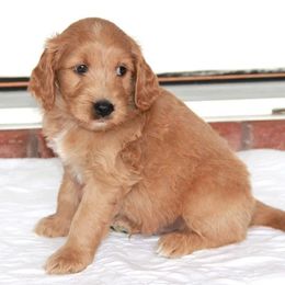 Goldendoodle Puppies from Amber Moon Goldendoodles