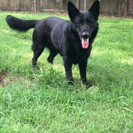German Shepherd All Grown Up from Vickery Shepherds
