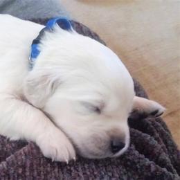 San Diego English Cream Golden Retrievers breeder of Golden Retriever