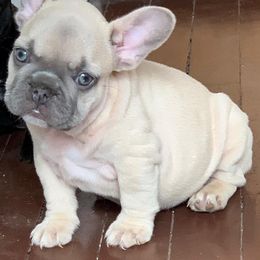 French Bulldog Puppies from Especial Frenchies