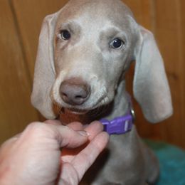German Shorthaired Pointer and Weimaraner Puppies from Drehbar Weimaraners & GSP's