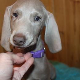 German Shorthaired Pointer and Weimaraner Puppies from Drehbar Weimaraners & GSP's