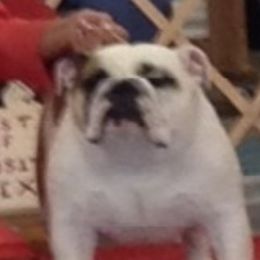 Star - Bulldog