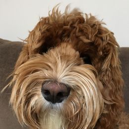 Australian Labradoodle adult dog