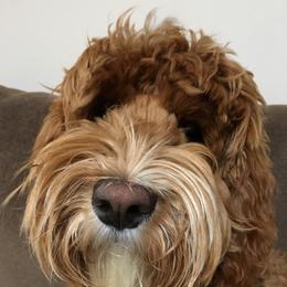 Australian Labradoodle adult dog