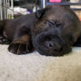 German Shepherd Puppies from Vom Haus Weinbrand