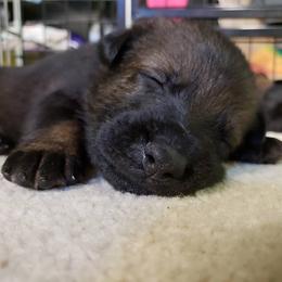 German Shepherd Puppies from Vom Haus Weinbrand