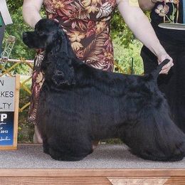 Brinkley - Cocker Spaniel