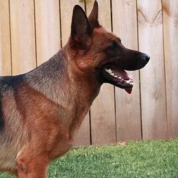 Nikita vom Grunwald Haus - German Shepherd