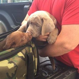 Labrador Retriever Puppies from KMC Gun Dogs