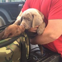 Labrador Retriever Puppies from KMC Gun Dogs