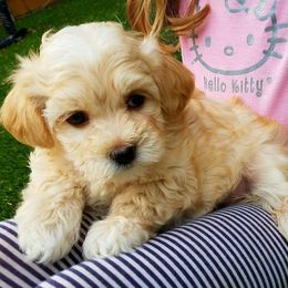 California Havanese breeder of Havanese, Bichon Frise