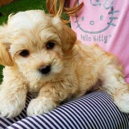 California Havanese breeder of Havanese, Bichon Frise