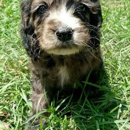 MoonShine Babies Cockapoos and Doodles  breeder of Goldendoodle, Cockapoo
