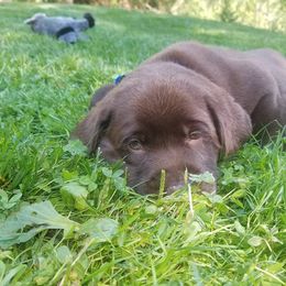 French Bulldog and Labrador Retriever Puppies from 888 Frenchies