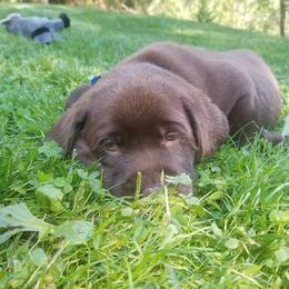 French Bulldog and Labrador Retriever Puppies from 888 Frenchies