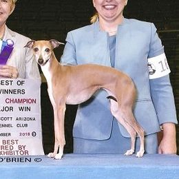 Breezy - Italian Greyhound