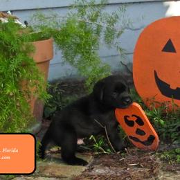 Labrador Retriever Puppies from Aisling Labradors of N.E. Florida