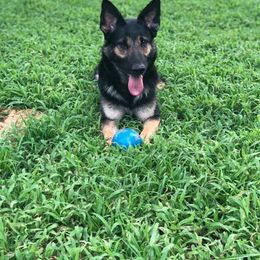 German Shepherd All Grown Up from Vickery Shepherds