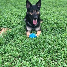 German Shepherd All Grown Up from Vickery Shepherds