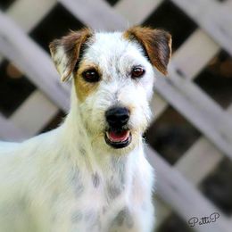 Arial - Jack Russell Terrier