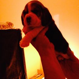 Beagle Puppies from Happy Hounds Kennel