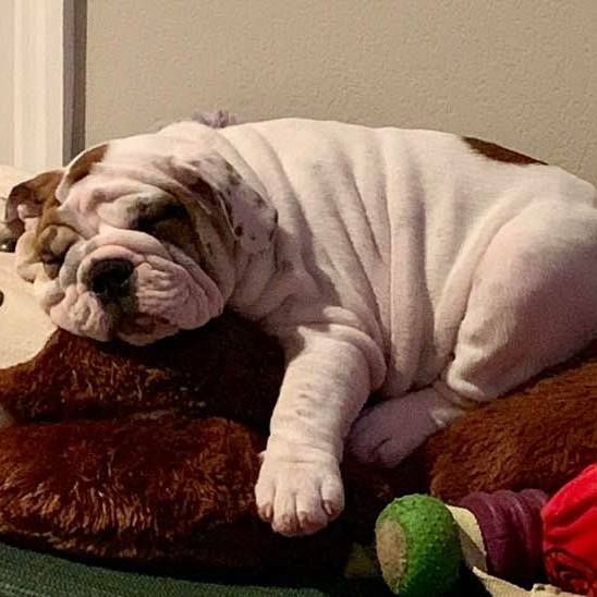 Spice O’ Life Bulldogs in Virginia | Bulldog puppies | Good Dog