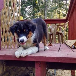 Australian Shepherd Puppies from Rockhill Australian Shepherds