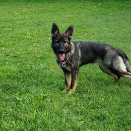 German Shepherd All Grown Up from Briskhof German Shepherd Dogs