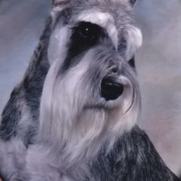 Lola - Miniature Schnauzer