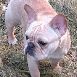 Poppy - French Bulldog