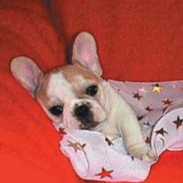 French Bulldog Puppies from Pettybulls