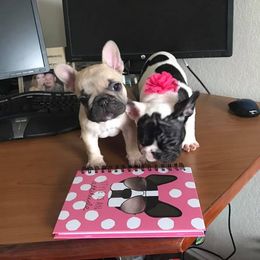  Puppies from Bouledogue Royal