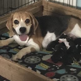 Beagle Puppies from Macushla Kennels