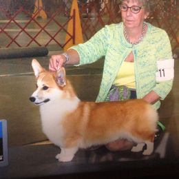 Dalarno Fly Me To The Moon (Rocket) - Pembroke Welsh Corgi