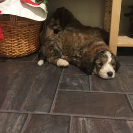 Bernedoodle Puppies from Bernedoodles of the Ozarks