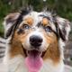 Australian Shepherd