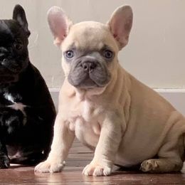 French Bulldog Puppies from Especial Frenchies