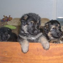 German Shepherd Puppies from Golden Breed German Shepherds