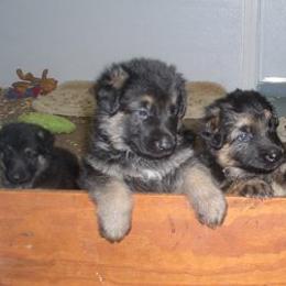 German Shepherd Puppies from Golden Breed German Shepherds