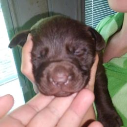Australian Cattle Dog and Labrador Retriever Puppies from Trinity C Australian Cattle Dogs and Silver Labradors