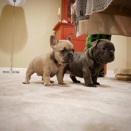 French Bulldog Puppies from French Pup