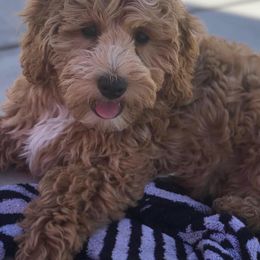 Goldendoodle Puppies from Sunkissed Doodles