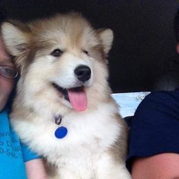 Alaskan Malamute Puppies from Kaylatee Alaskan Malamutes
