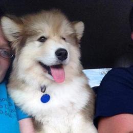 Alaskan Malamute Puppies from Kaylatee Alaskan Malamutes