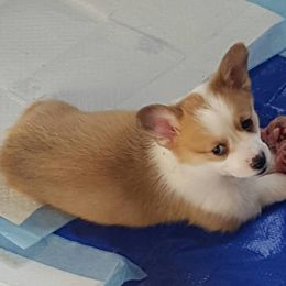 French Bulldog and Pembroke Welsh Corgi Puppies from Top Shelf Corgis